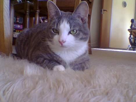 Blanding af racer Bette Mis (R.I.P) - Nå det er der i gemmer jer.. billede 8