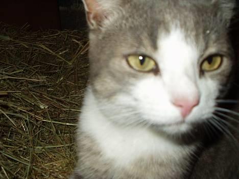 Blanding af racer tiger lil Død.. :( billede 1