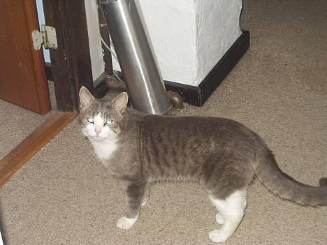 Blanding af racer tiger lil Død.. :( billede 2