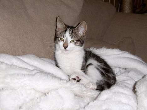 Blanding af racer Pysmis billede 1