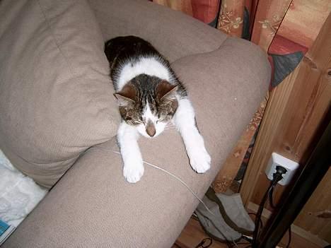 Blanding af racer Pysmis billede 2