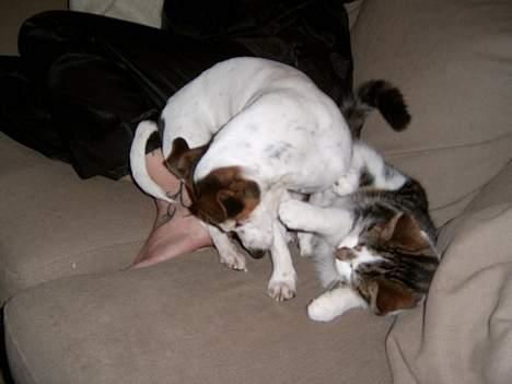 Blanding af racer Pysmis - Jeg vandt denne gang. billede 3