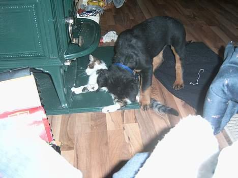 Blanding af racer Pysmis - La`mig nu ligge...... billede 4