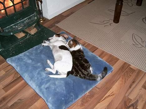 Blanding af racer Pysmis - Tror du, jeg vil få ballade, hvis jeg lige hopper op og smager lidt på den? billede 5