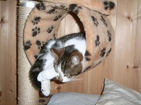 Blanding af racer Pysmis - Det ernu godt med et "fristed" fra hundene billede 6