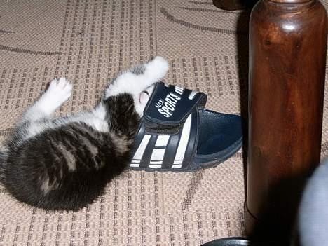 Blanding af racer Pysmis - Heeyy, der er lys for enden af tunnelen billede 7