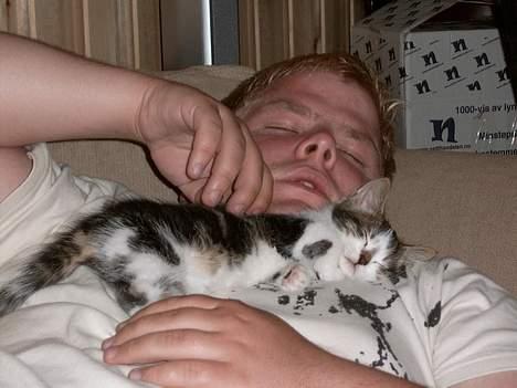 Blanding af racer Pysmis - Åhh, middagslur  zzzzzzzzzzzzzzzzz billede 8