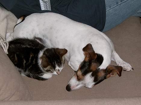 Blanding af racer Pysmis - Verdens bedsteste bedste venner.... billede 9