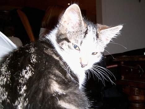 Blanding af racer Pysmis - Se mor, jeg fandt en solstråle billede 10