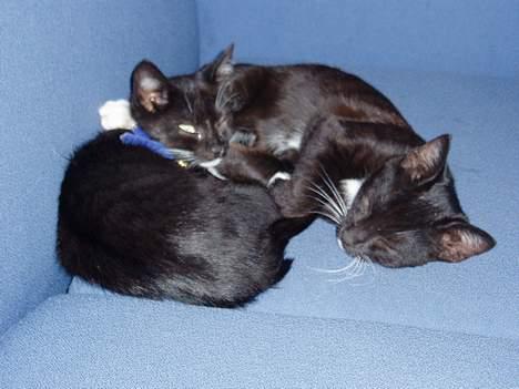 Blanding af racer Sofus - Sofus og Findus hygger sig billede 1