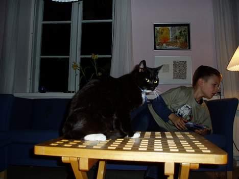 Blanding af racer Sofus - udstillingskatten Sofus billede 4