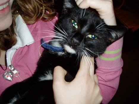 Blanding af racer Sofus billede 5