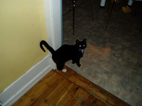 Blanding af racer Sofus billede 6