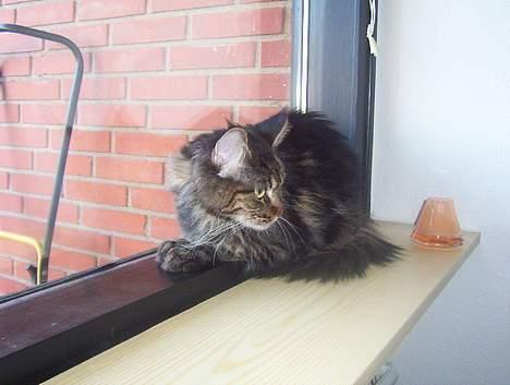 Maine Coon andersine billede 4