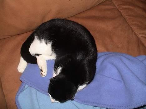 Blanding af racer Sylle - Der er intet så godt som en lille lur:D billede 5