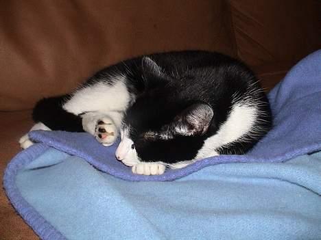 Blanding af racer Sylle billede 6