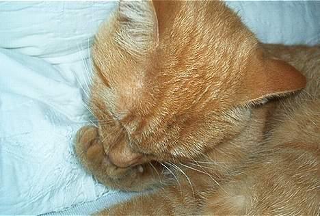 Blanding af racer Rosa - av! der sidder noget i poten som lige skal ud! billede 8