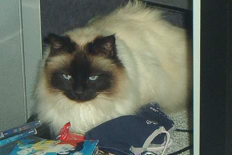 Hellig Birma Jandouglen Royal Velvet billede 8