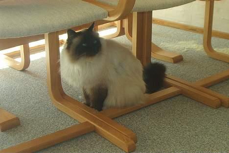 Hellig Birma Jandouglen Royal Velvet billede 9