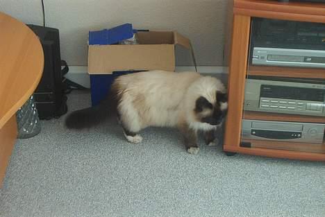 Hellig Birma Jandouglen Royal Velvet billede 10