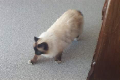 Hellig Birma Jandouglen Royal Velvet billede 4