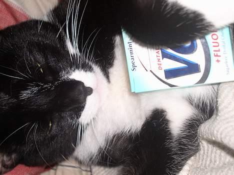 Blanding af racer Mr.Missy - Ja han er god til at lave reklamer.... <3 billede 4