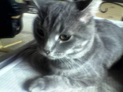 Blanding af racer Milo (R.I.P) billede 3