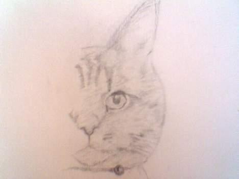 Blanding af racer Milo (R.I.P) - En begyndelse på en tegning af vores dejlige mis billede 4