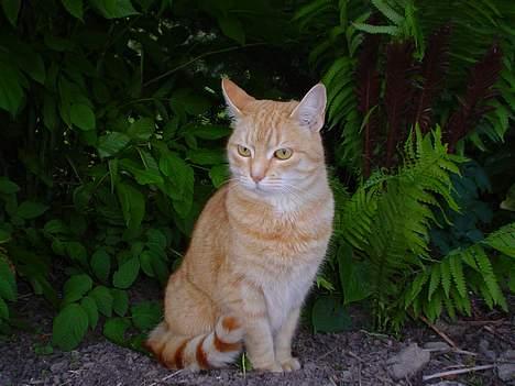 Blanding af racer Susi (RIP d. 4. Maj 2010) - Susi i natur.. billede 1