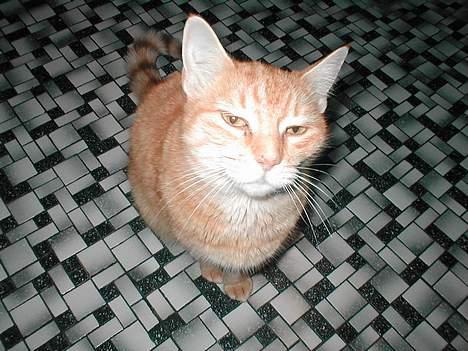 Blanding af racer Susi (RIP d. 4. Maj 2010) - Hun er nysgerrig.. billede 2