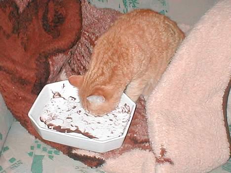 Blanding af racer Susi (RIP d. 4. Maj 2010) - Her spiser hun så resterne af en is.. den var helt ren da hun var færdig.. billede 3