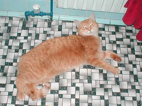 Blanding af racer Susi (RIP d. 4. Maj 2010) - Gulvarme er også lige noget der kan bruges.. billede 4