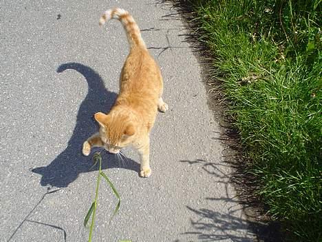Blanding af racer Susi (RIP d. 4. Maj 2010) - Hun kan også være meget legesyg.. billede 5