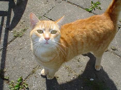 Blanding af racer Susi (RIP d. 4. Maj 2010) - Hvad er det?? billede 6