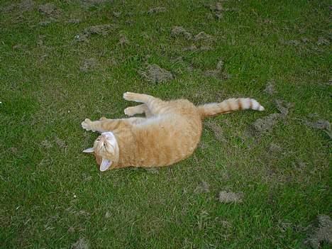 Blanding af racer Susi (RIP d. 4. Maj 2010) - Uhmmm.. rulle rulle.. skønt.. billede 7