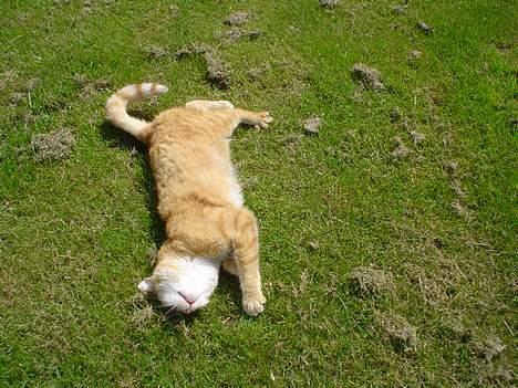 Blanding af racer Susi (RIP d. 4. Maj 2010) - Er jeg ikke bare dejlig.. Miauv.. billede 8