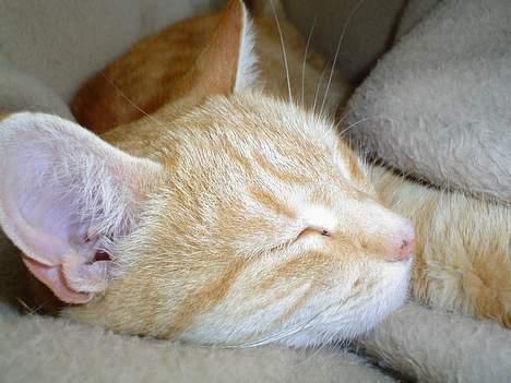 Blanding af racer Susi (RIP d. 4. Maj 2010) - Ren råhygge.. billede 9