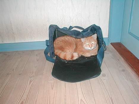 Blanding af racer Susi (RIP d. 4. Maj 2010) - Hun elsker kurve, tasker, kuggerter og hvad man ellers kan komme ned i.. billede 10