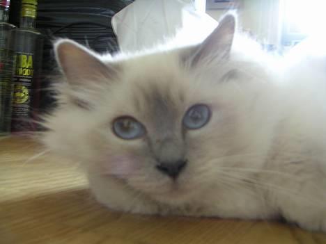 Hellig Birma Kiwi von Sivebæk - Er jeg ikke yndig?? billede 1