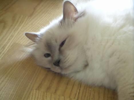 Hellig Birma Kiwi von Sivebæk - Så leger vi vidst fotomodel billede 2