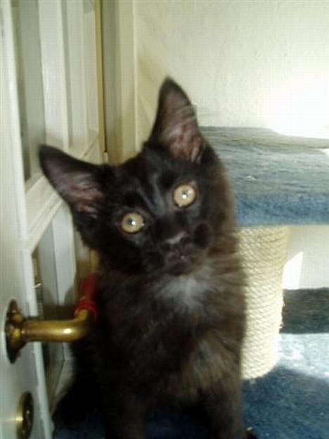 Maine Coon Basse - jeg har da ikke gjort noget billede 1