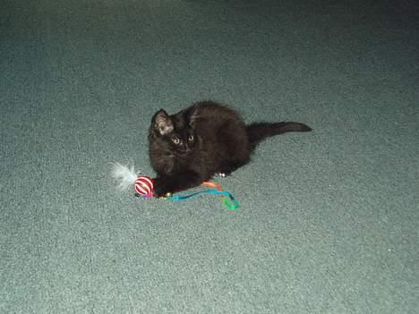 Maine Coon Basse billede 2