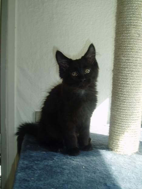 Maine Coon Basse billede 3