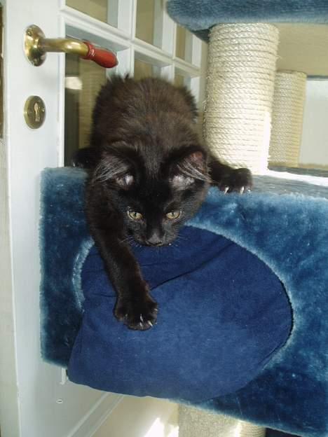 Maine Coon Basse billede 4