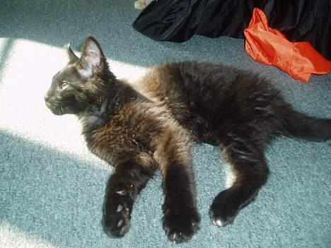 Maine Coon Basse billede 5