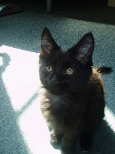 Maine Coon Basse billede 6