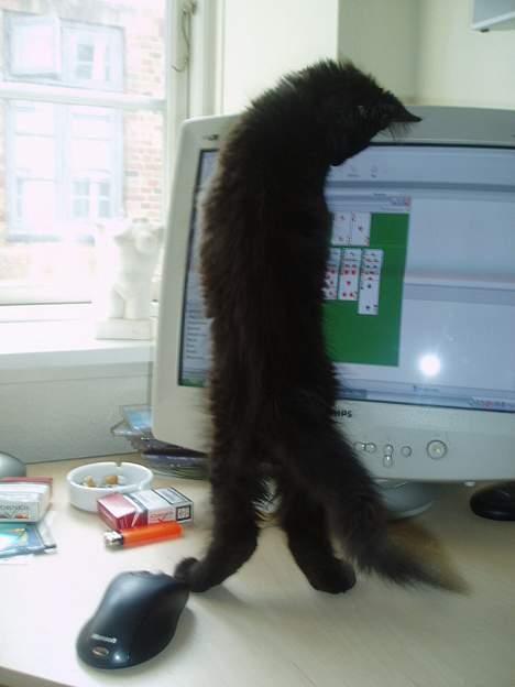 Maine Coon Basse billede 7