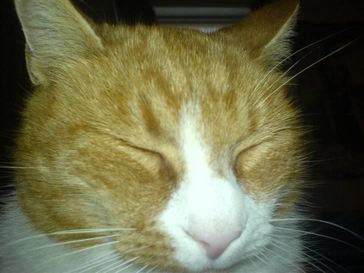 Blanding af racer Elvis - "Den Røde Hævner" billede 1