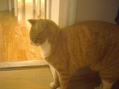 Blanding af racer Elvis - Uuuh! billede 2