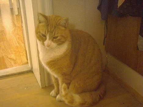 Blanding af racer Elvis billede 3